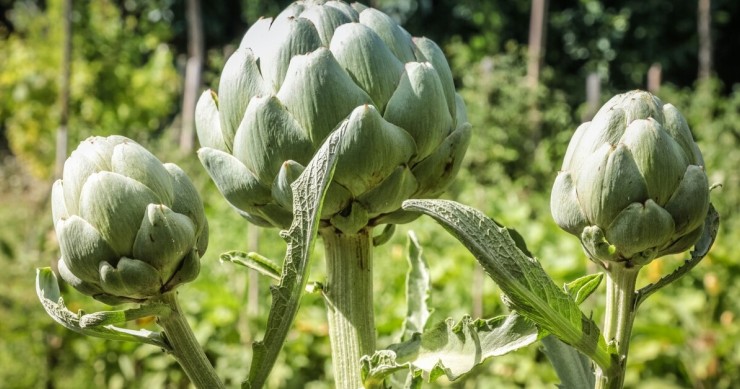 coltivazione carciofi