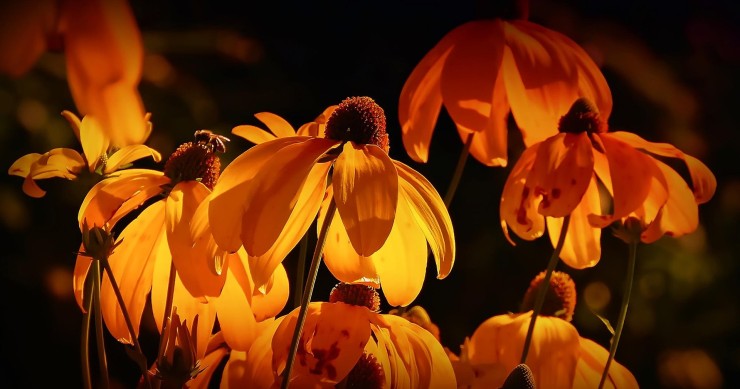 stress termico piante