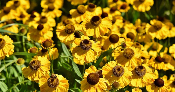 echinacea