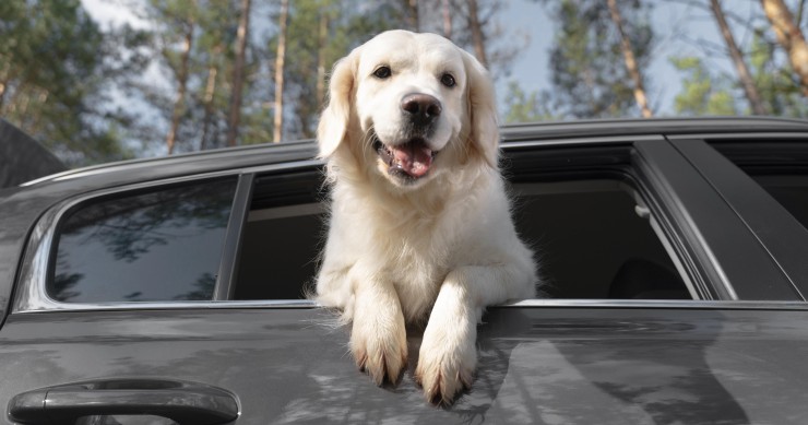 dove andare in vacanza con il cane 