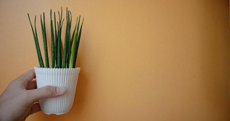 sansevieria cylindrica