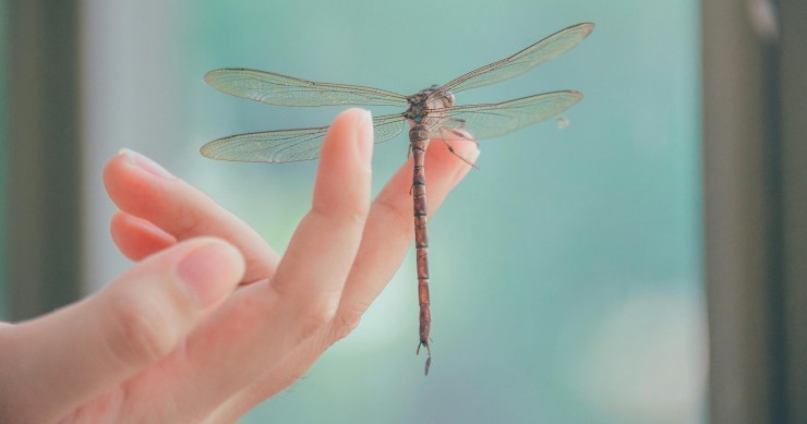 libellula significato