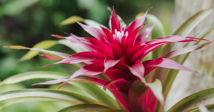 piante da vaso con i fiori rossi