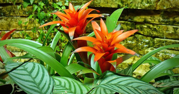 bromelia