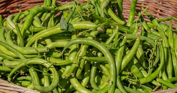 come piantare i fagioli