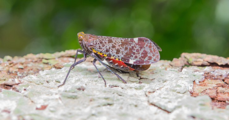 carpocapsa cosa è e come combatterla