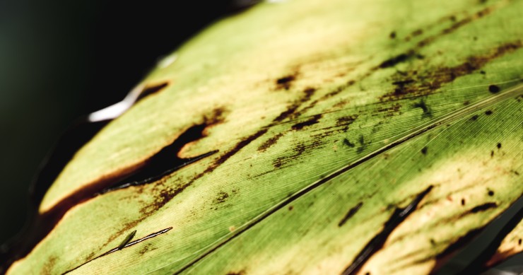 macchie nere sulle foglie delle piante