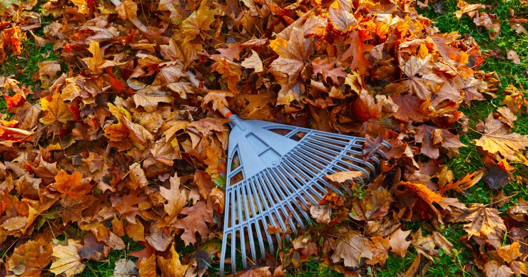 foglie secche in giardino