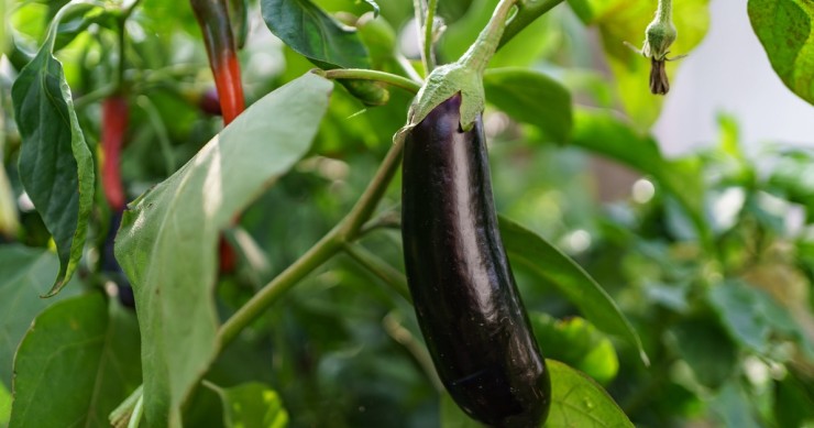 melanzane in giardino
