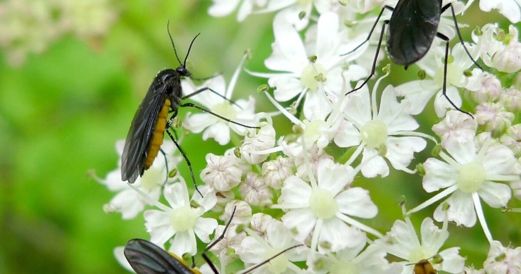 moscerini dei funghi