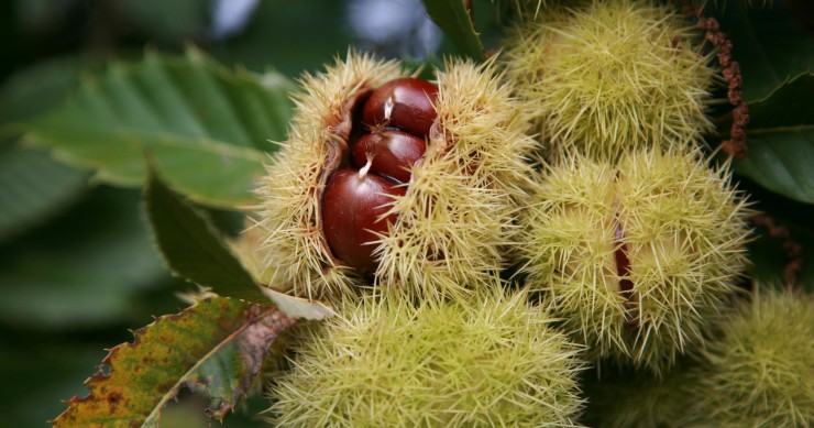 Sagra della Castagna Soriano