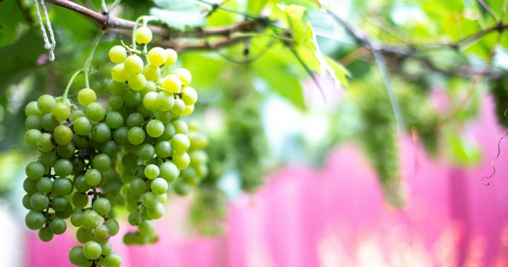 come coltivare la vite