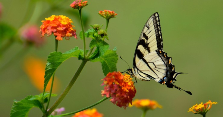piante monoiche e dioiche