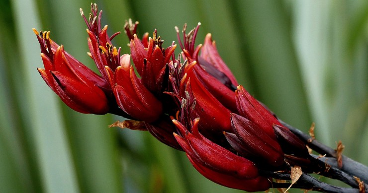 phormium
