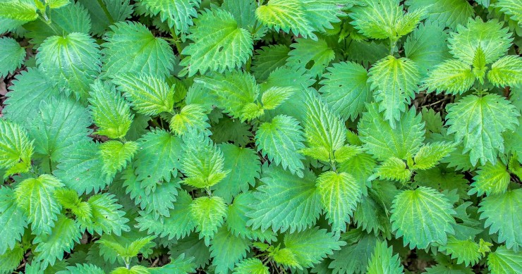 piante spontanee commestibili