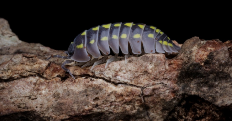 porcellini di terra in casa
