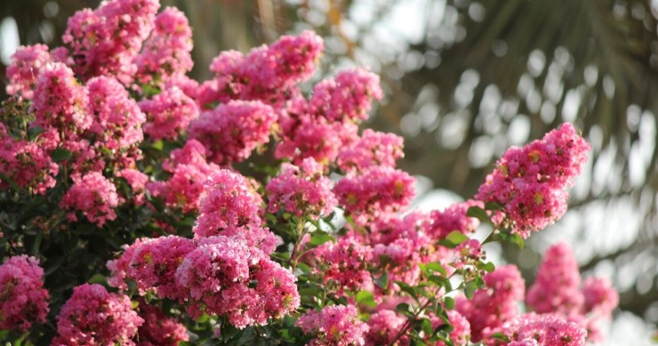 lagerstroemia