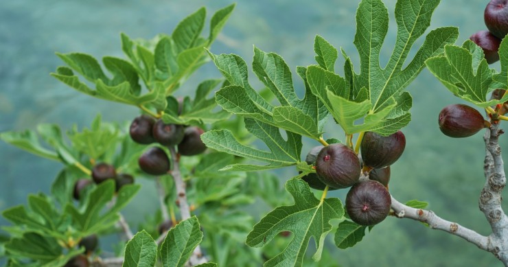 rami di un albero di fico