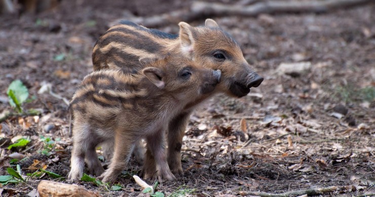 come allontanare i cinghiali