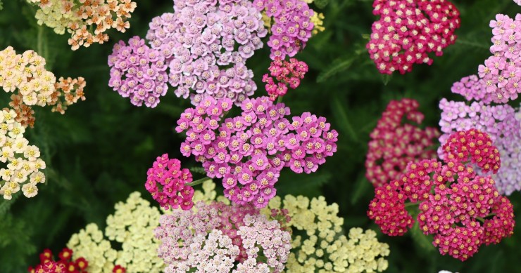 achillea