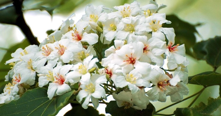 L'albero da cui viene estratto l'olio di tung