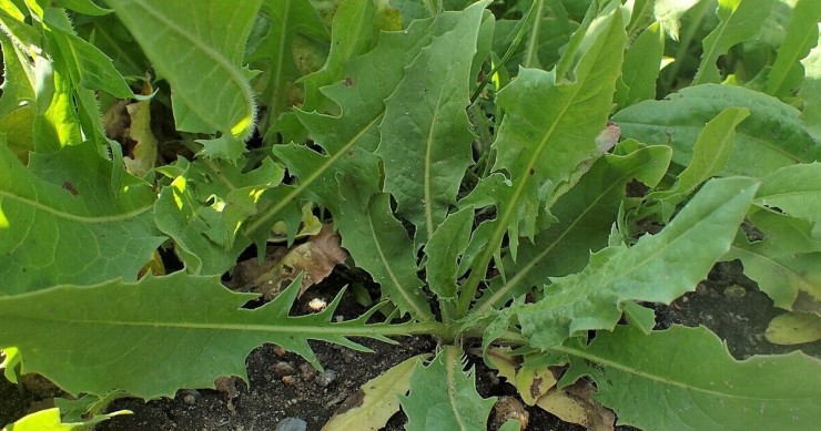 La cicoria selvatica si trova nei campi e a bordo strada