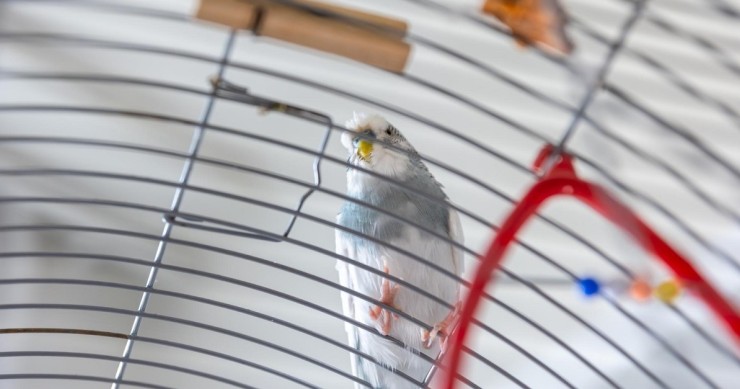 Un pappagallino su una voliera