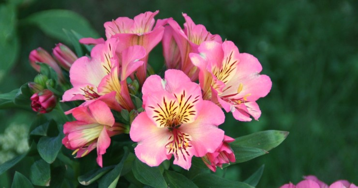 alstroemeria