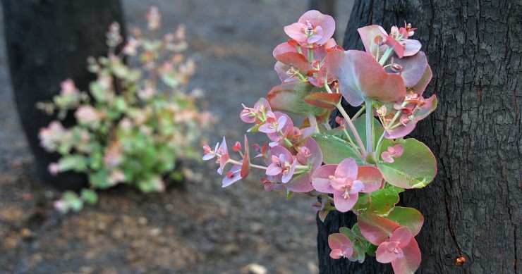 succhioni delle piante