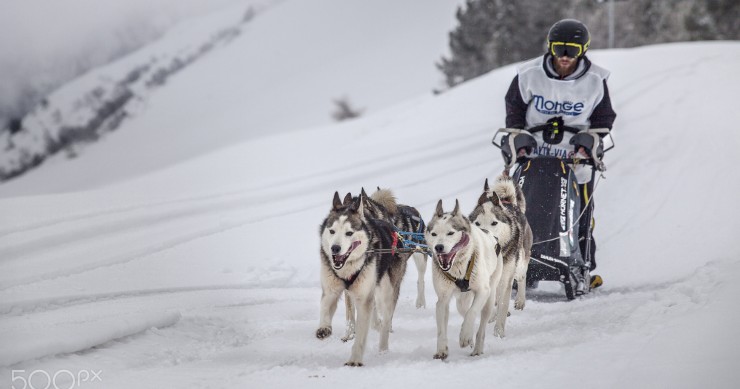 Dogsledding in Italy