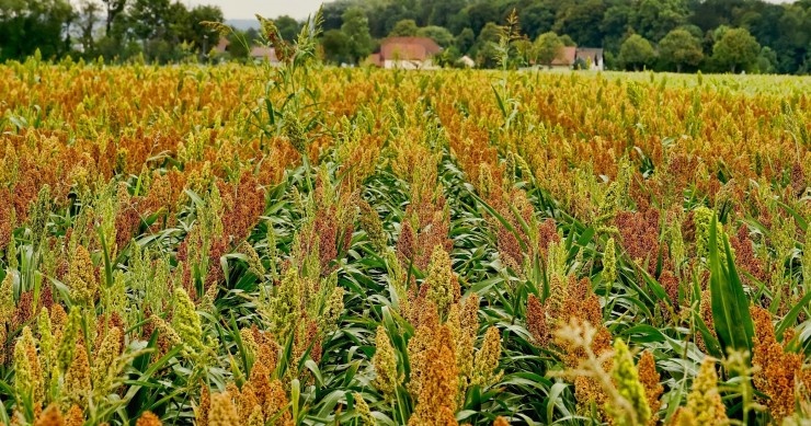 sorgo