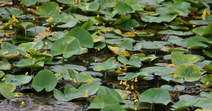 utricularia vulgaris