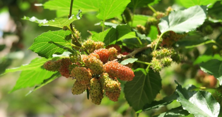 quando potare il gelso