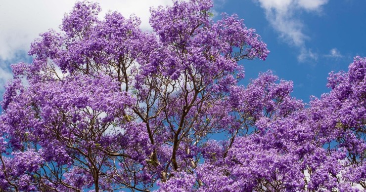 jacaranda mimosifolia