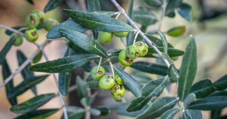 malattia delle olive verdi