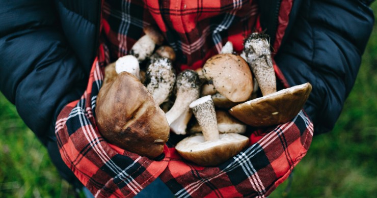 sagra dei funghi cusano mutri 