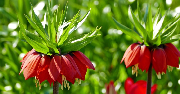 fritillaria