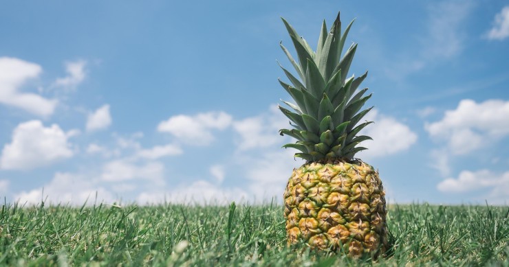 coltivare ananas