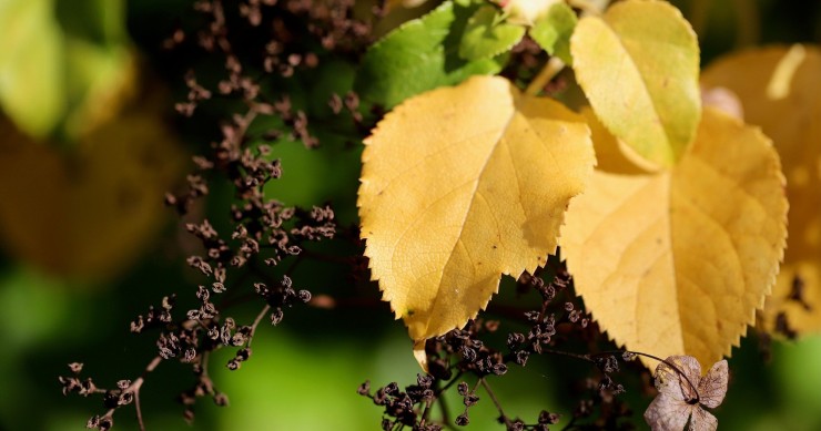 ortensia foglie gialle