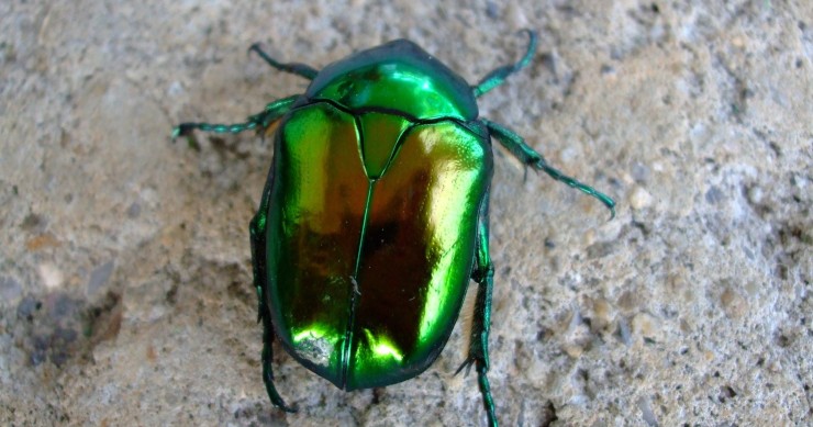 perchè le cimici entrano in casa 