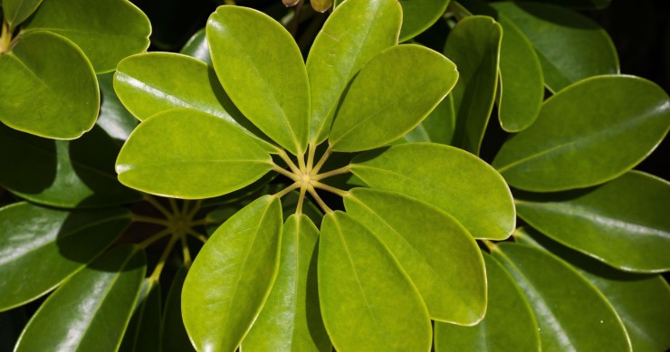 pianta ombrello