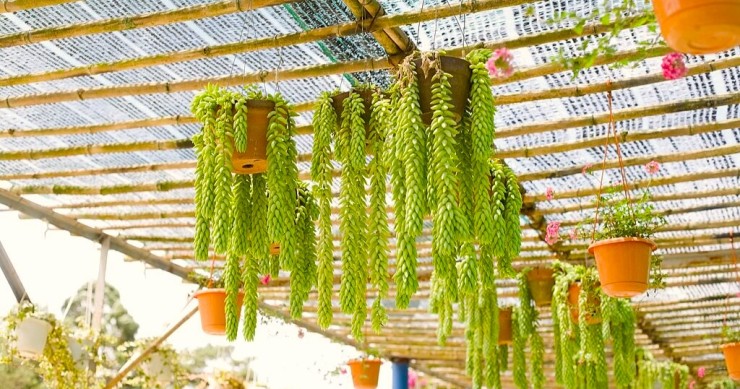 sedum burrito