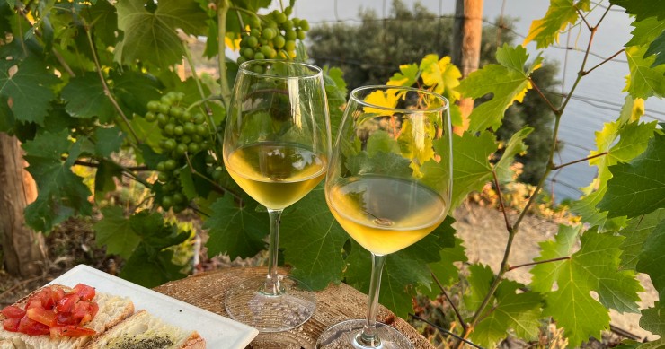 Vin italien parfait pour accompagner vos repas italiens