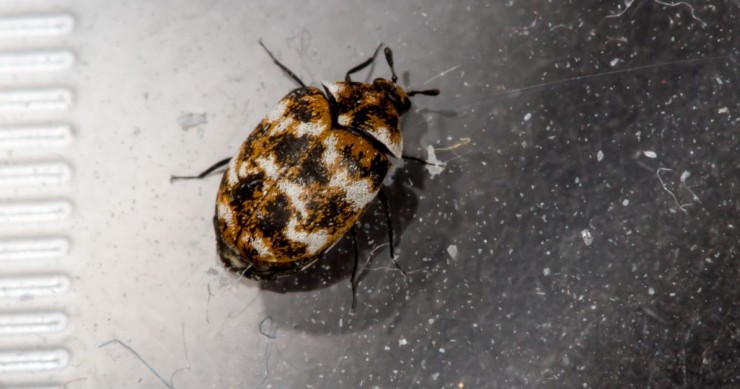 un coleottero dei tappeti visto dall'alto