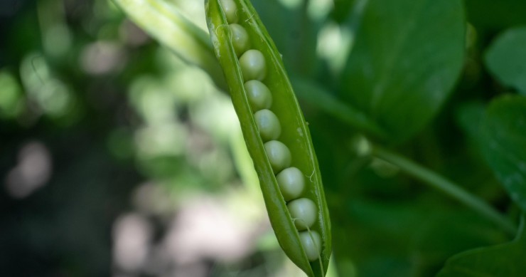 quando seminare i piselli