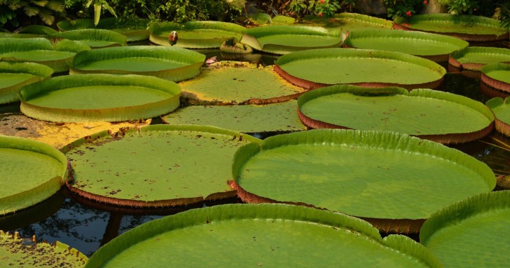 victoria amazonica