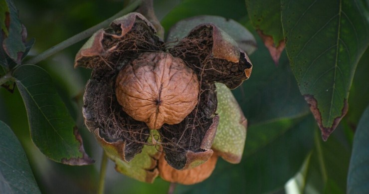 Il frutto del noce appena dischiuso