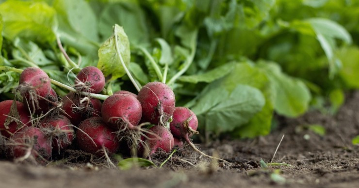 come coltivare i ravanelli