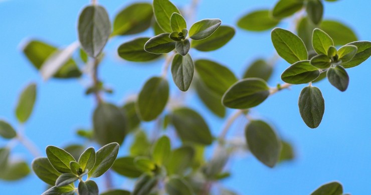 maggiorana in casa