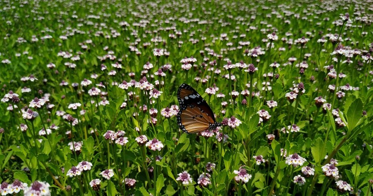 lippia nodiflora prato